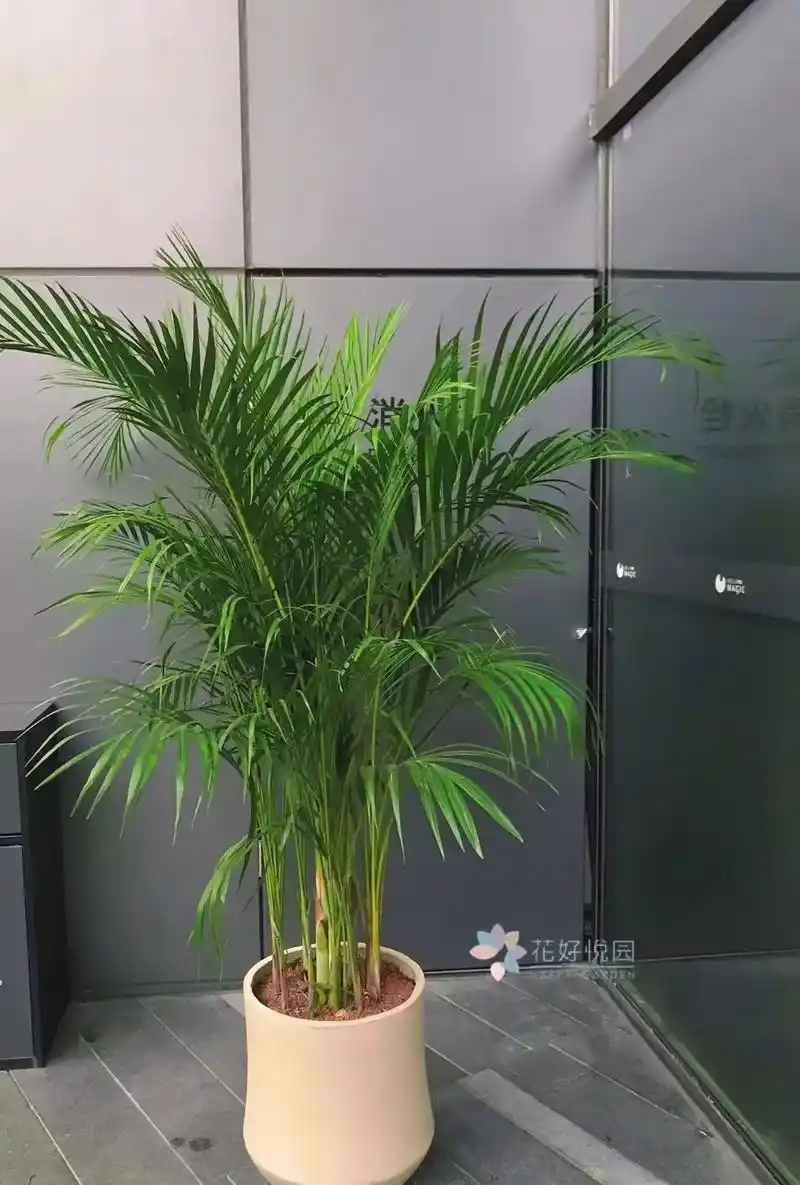 新居必备净化空气好养绿植散尾葵