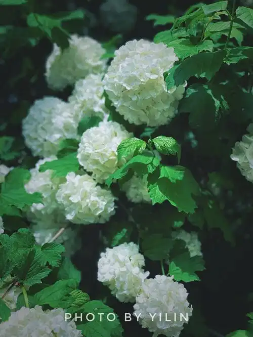 木绣球的花语是无私的爱,也代表着美满和团聚.