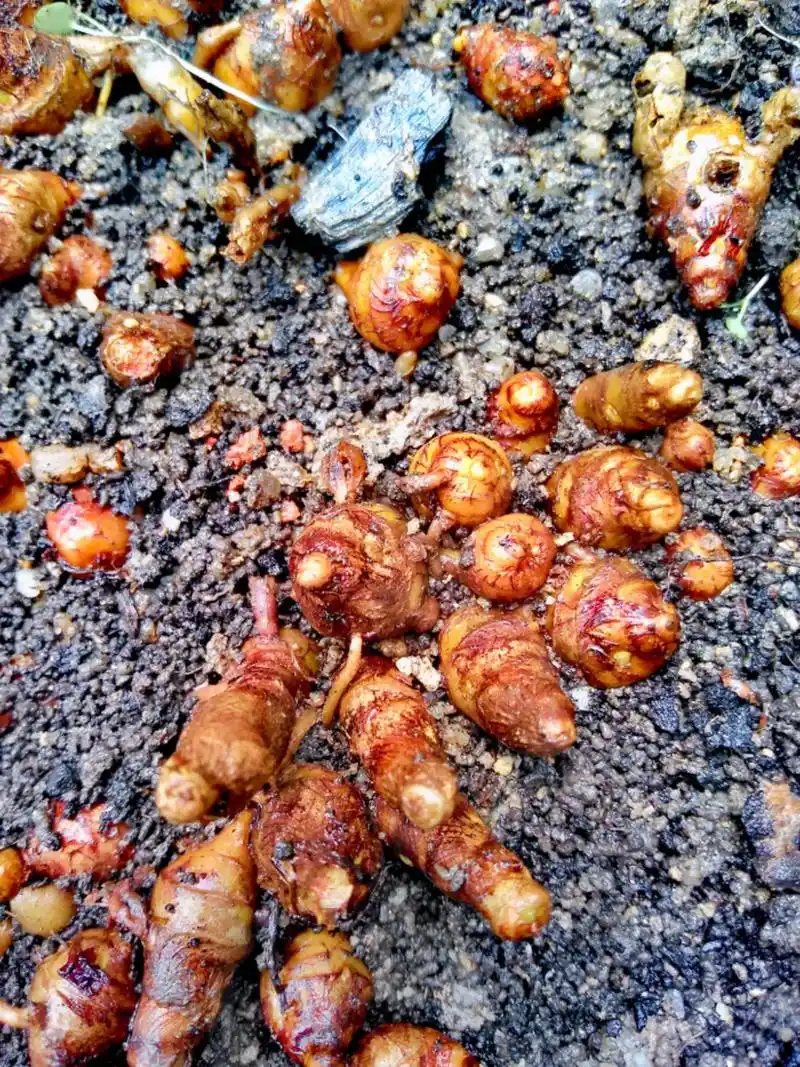 盆栽成功高端土田七#纯天然绿色食品 - 抖音