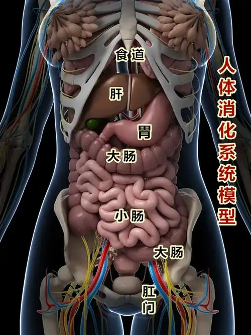 《肠道挤揉简易健身操》防,治中老年便秘的捷径
