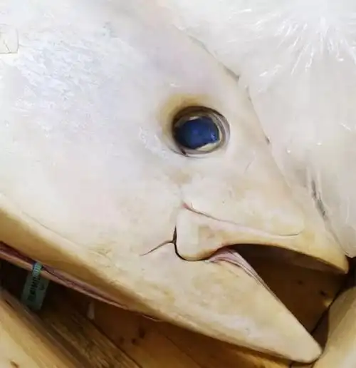 纯白金枪鱼眼睛花高价购买到这条金枪鱼的海鲜店的店员称:"能见到这种