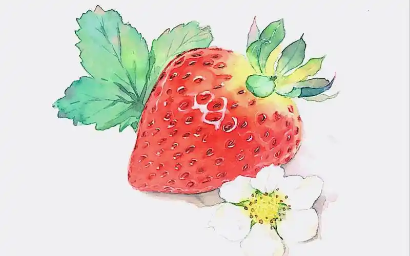 草莓水彩画草莓水彩画图片