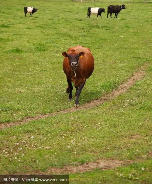 奶牛在田野里行走