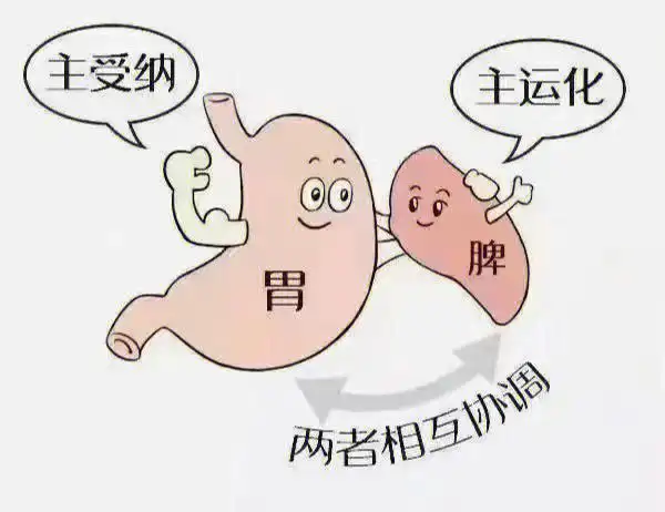 脾胃都有哪些功能? 第一个,就是运化水谷,运化水谷功能降低之后