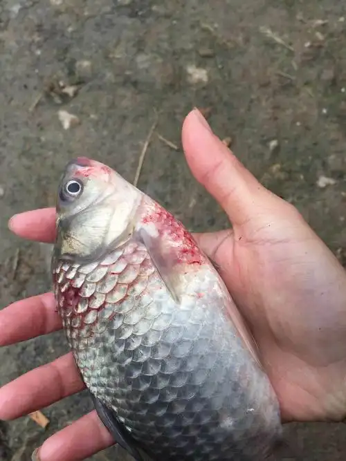 多品种烂市,生鱼大跌0.5元/斤,卖一斤鳜鱼亏10多元,鲫鱼暴跌1元/斤