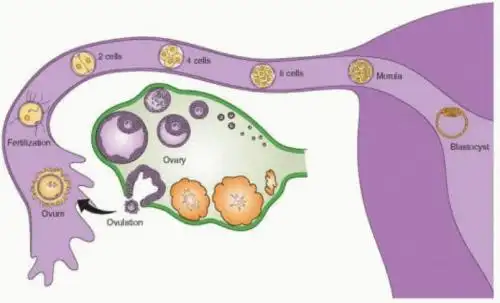 在正式给大家介绍之前,我们先来看一下卵子的生理位置和发育进程,我们
