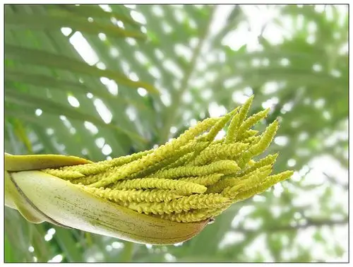 奇怪的花散尾葵