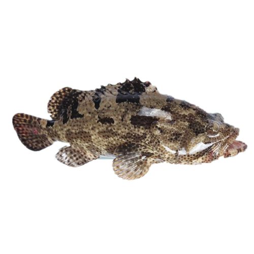 海鲜900克北京闪送鲜活老虎斑斑石斑鱼活体龙胆斑鱼