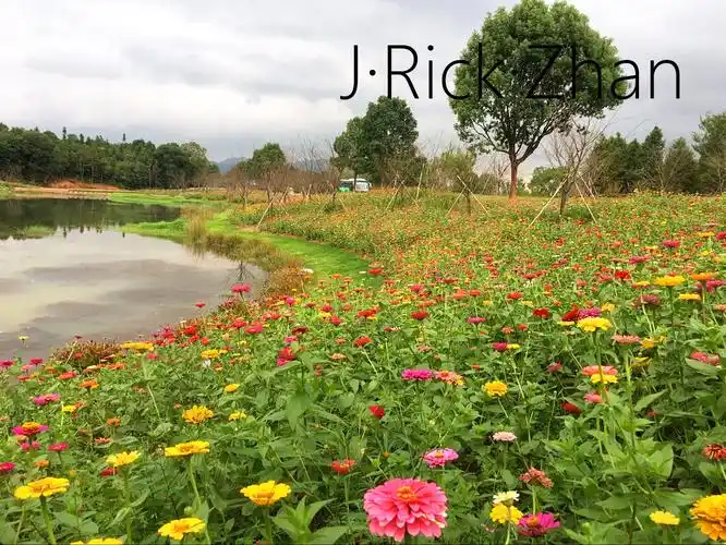 景观草花组合的栽培与造景