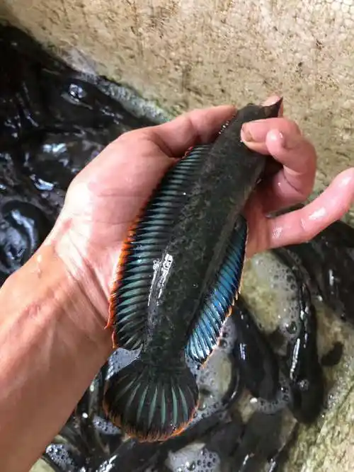 龙鱼雷龙彩虹精品原生南鳢雷龙鱼七彩冷水鱼淡水鱼鱼