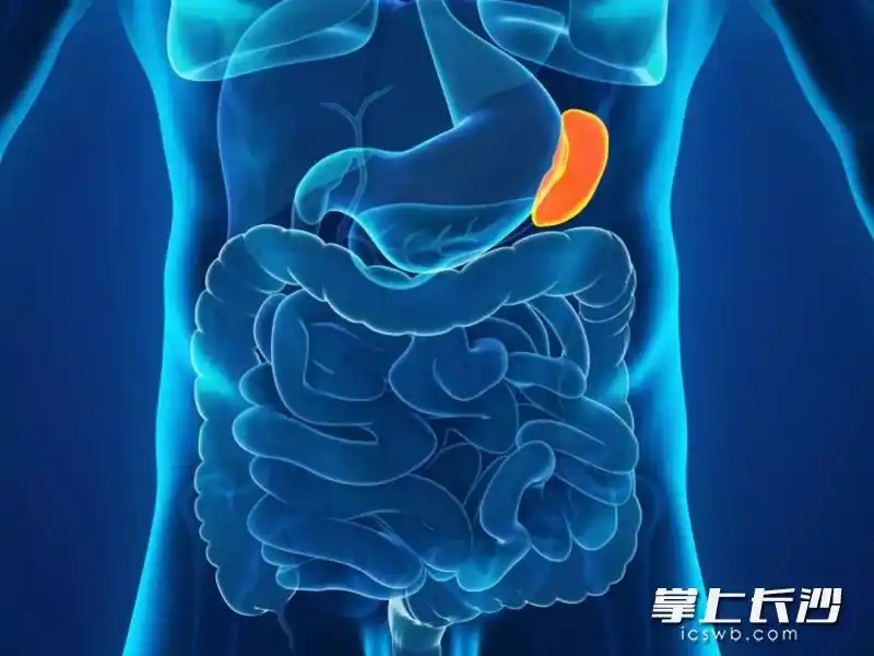 脾脏示意图