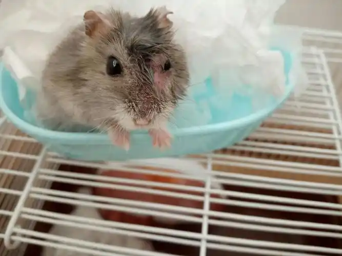 小仓鼠眼睛怎么了跪求解答急