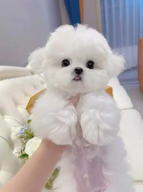 出售纯种比熊幼犬白色米奇耳飞耳比熊长不大小型犬幼崽活体宠物狗