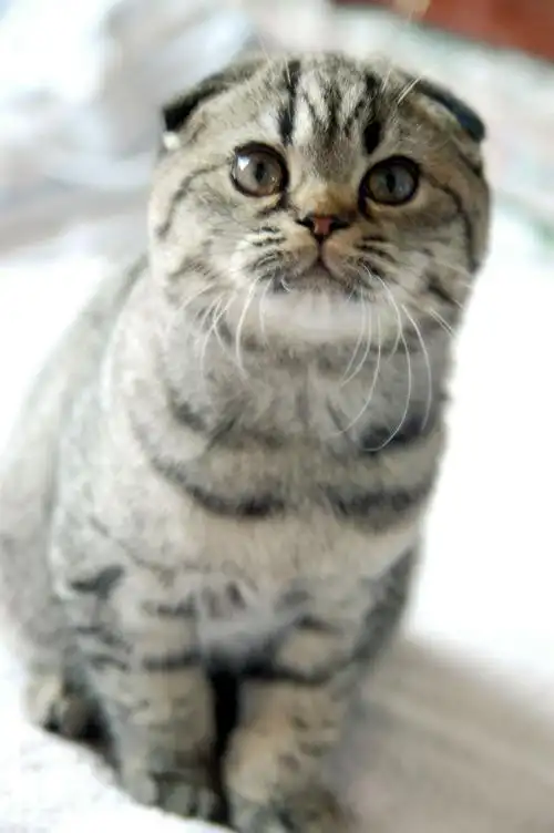 灰白色的猫是什么品种?谢了是苏格兰折耳猫