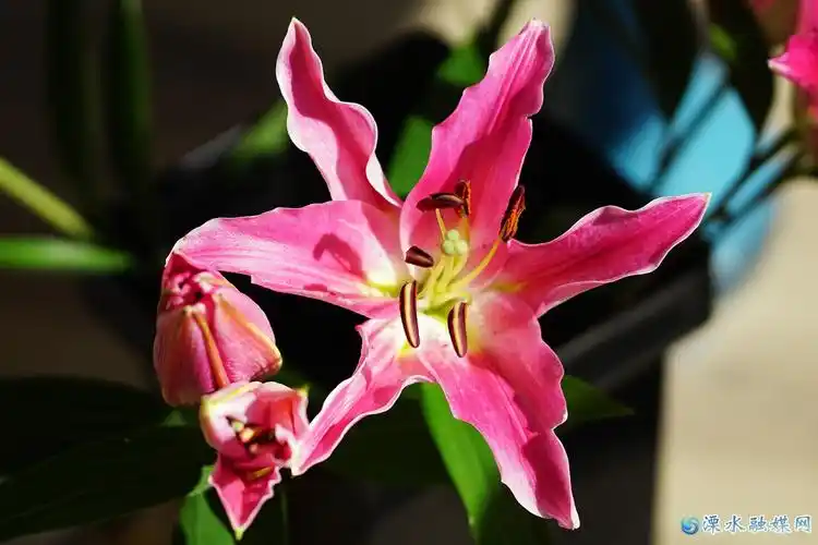 百合— 西诺红(一)