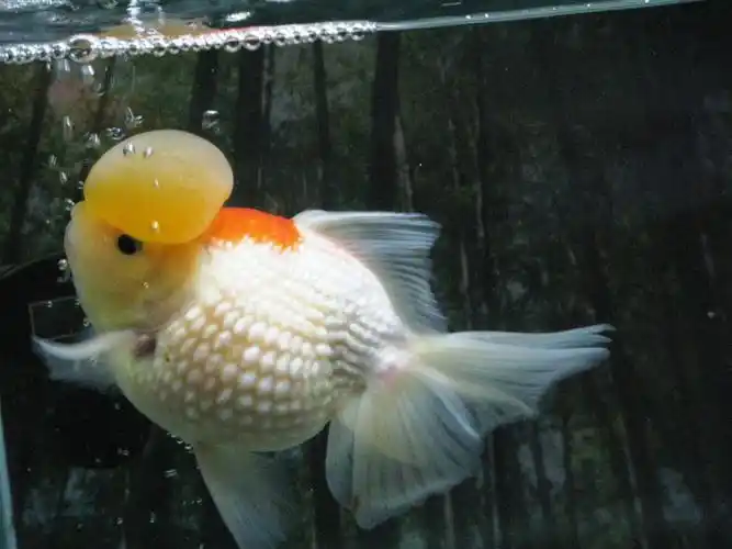 珍珠鳞金鱼