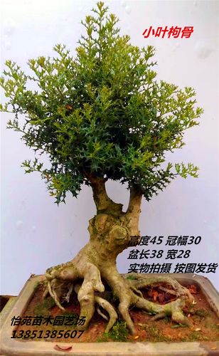 实拍 枸骨盆景树桩 小叶有刺枸骨盆景造型 鸟不宿 古桩 米叶枸骨