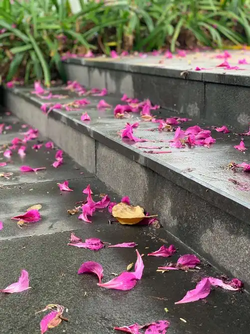 一阵清风吹来 那些凋零的花瓣纷纷落下 仿佛像蝴蝶一样扇动着美丽的