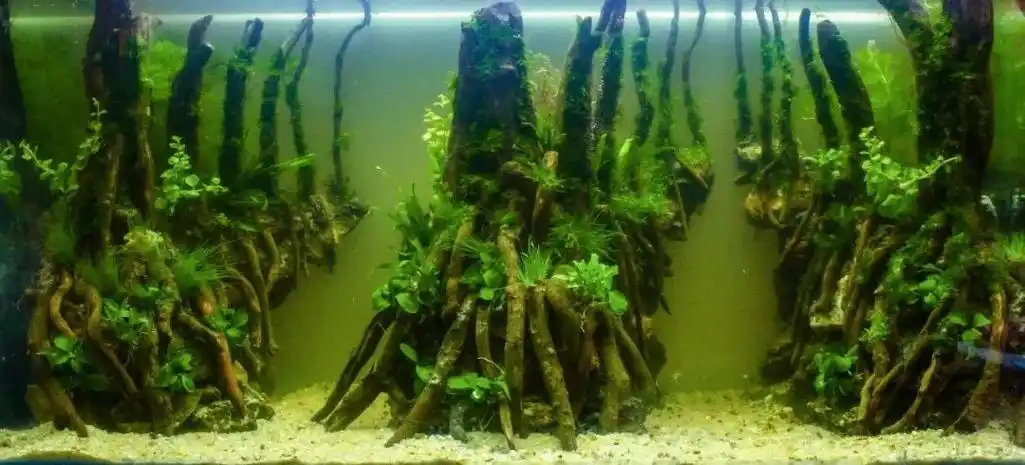 水产学院举办漓源杯第七届水族箱景观设计大赛