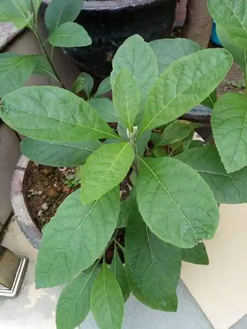 南非叶的药用价值竟这么高