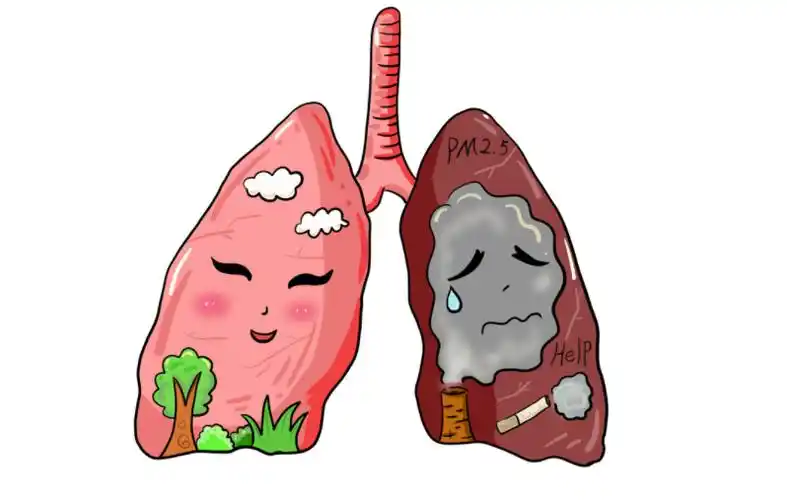 吸烟的人,身体会出现4个信号,占了1个,也说明肺部变脏了,该好好养肺