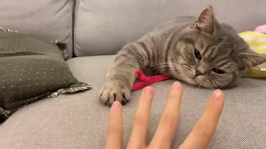 教猫咪伸手最后终于成功了