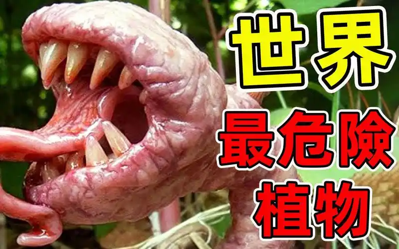 10种最危险的吃肉植物!真实存在的食人花,第一名千万不要碰.