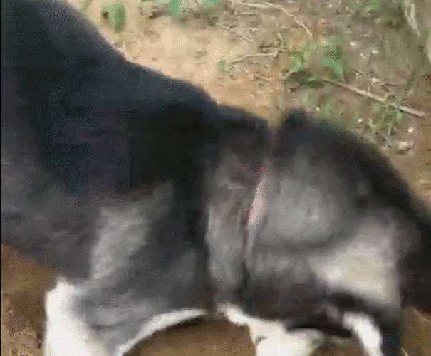 哈士奇挖墙脚,挖出了两房一厅,这傻狗还跟主人炫耀!