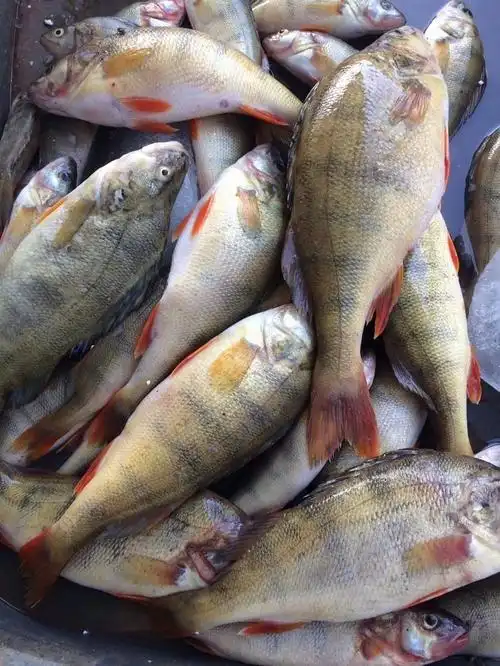 第一次钓这么大的五道黑.