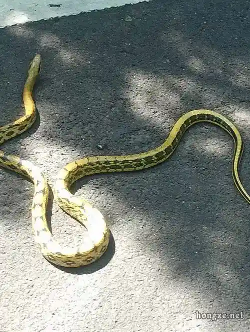洪泽湖大堤上的黑眉锦蛇!