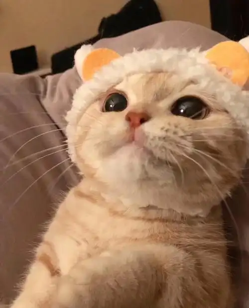 戴帽子的猫咪