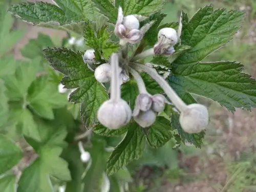 乌冬茹,蔷薇,野罂粟,草莓花,风铃草,野山楂,野棉花