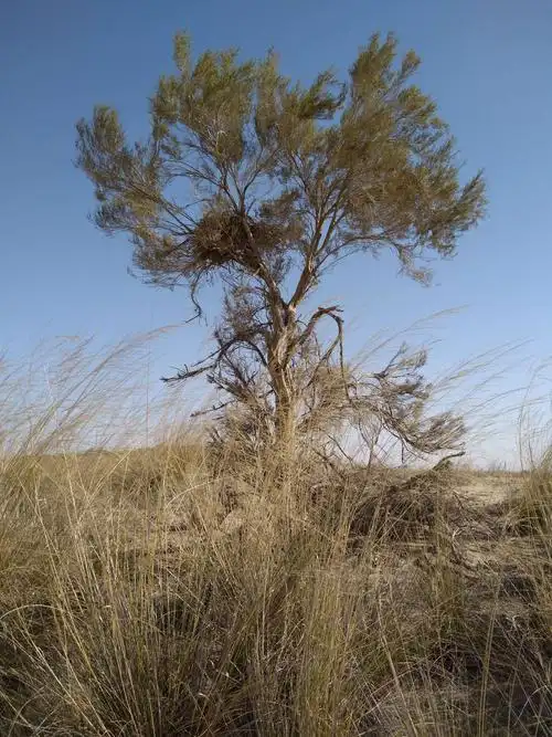 2019年10月13日探寻乌兰布和沙漠千年胡杨树