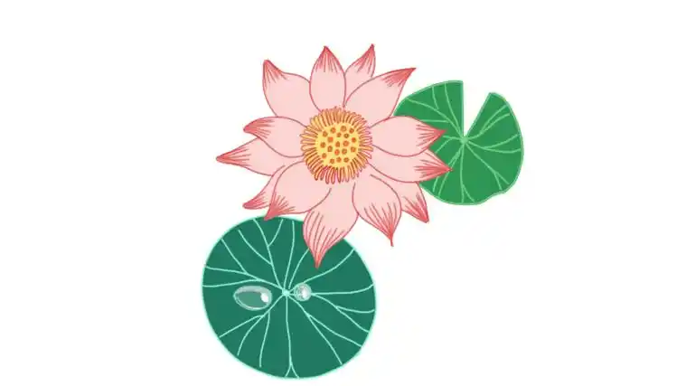 睡莲简笔画睡莲的简单画法