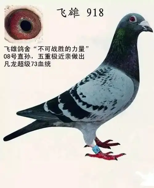 解读凡龙超级73