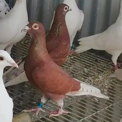 【国血红西翁】精品赛鸽信鸽异色观赏红色好鸽子活体公母一对包活 国