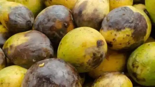 芒果烂了你就扔?别犯傻了,留在家中特别"值钱",一般人还不懂