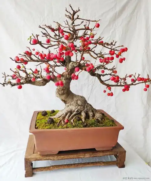 盆景艺术在线-好久没来了,发盆成熟的冬红果 - powered by discuz!