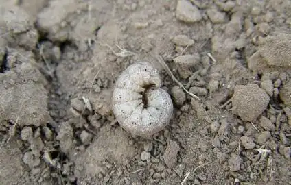 什么是地老虎地老虎如何防治