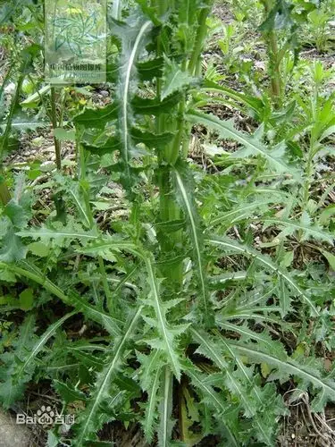 滇苦菜图片_百度百科