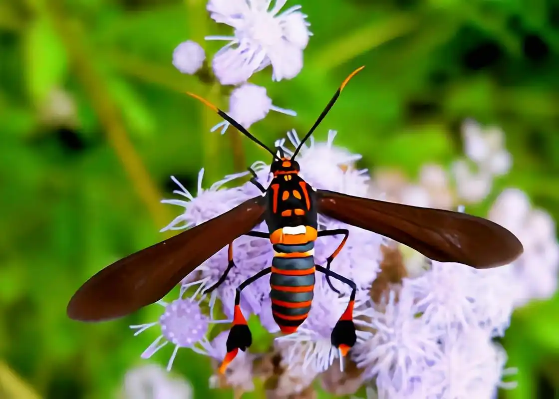 每天认识一种昆虫——德克萨斯蜂蛾 德克萨斯蜂蛾是鳞翅目,灯蛾科昆虫