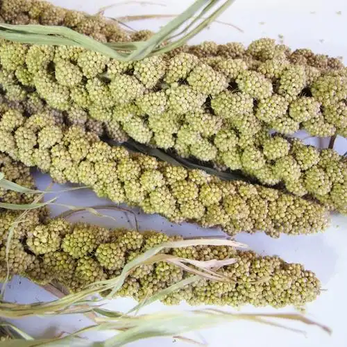 天然谷穗谷子小米穗五谷杂粮鹦鹉零食黄谷穗仓鼠粮风干麦穗稻穗