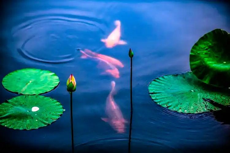 夏日荷花别样红