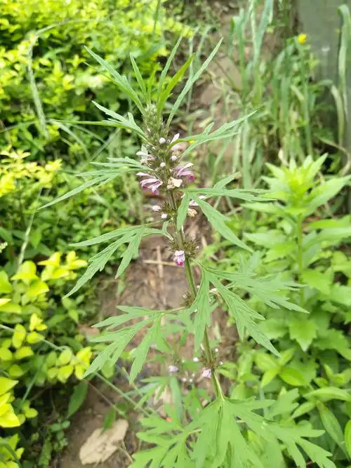 自然童心植物图鉴之益母草