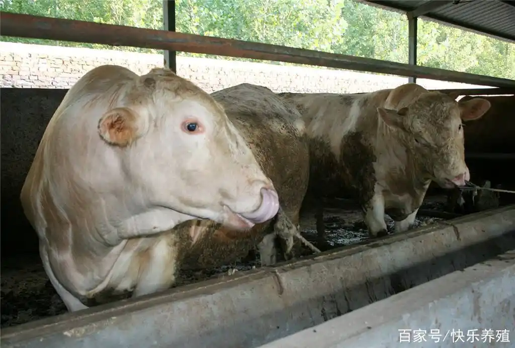 养牛疑难杂症介绍,不常见牛病的防治!