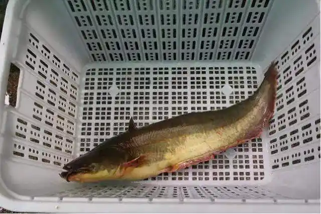 乌江片片鱼主要用的是鲶鱼,将之用刀切为小片.