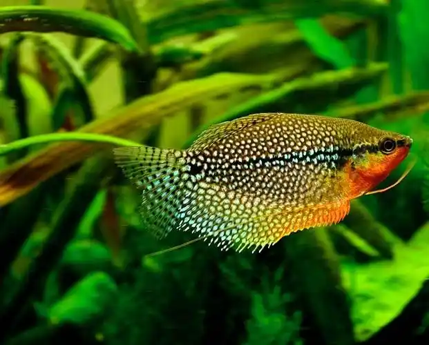 热带鱼品种推荐热带鱼图片欣赏