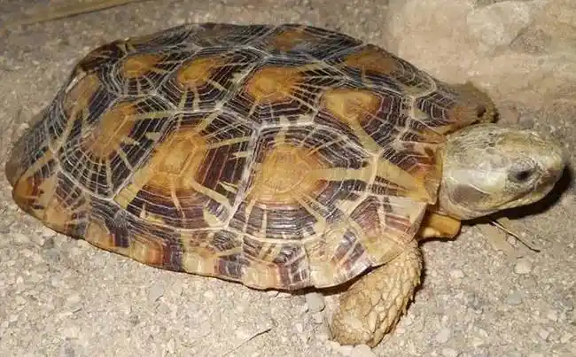 【附录二·饼干龟】被踩扁的辐射陆龟