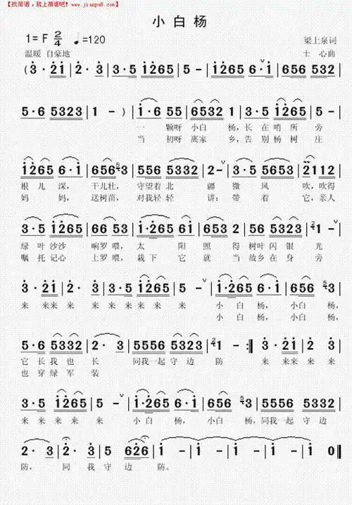《小白杨》简谱