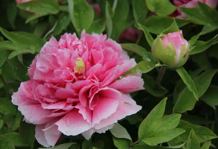 其它 唯有牡丹真国色 写美篇       "唯有牡丹真国色,花开时节动京城"